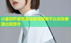 小麦秸秆蘑菇高效栽培视频平台采收便捷出菇整齐