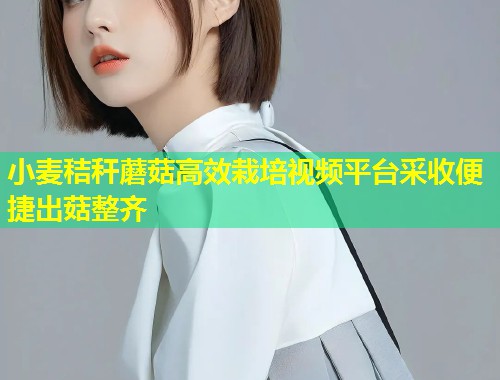 小麦秸秆蘑菇高效栽培视频平台采收便捷出菇整齐  第1张